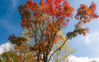 季節の変わり目に体調不良?原因とすぐできる対策